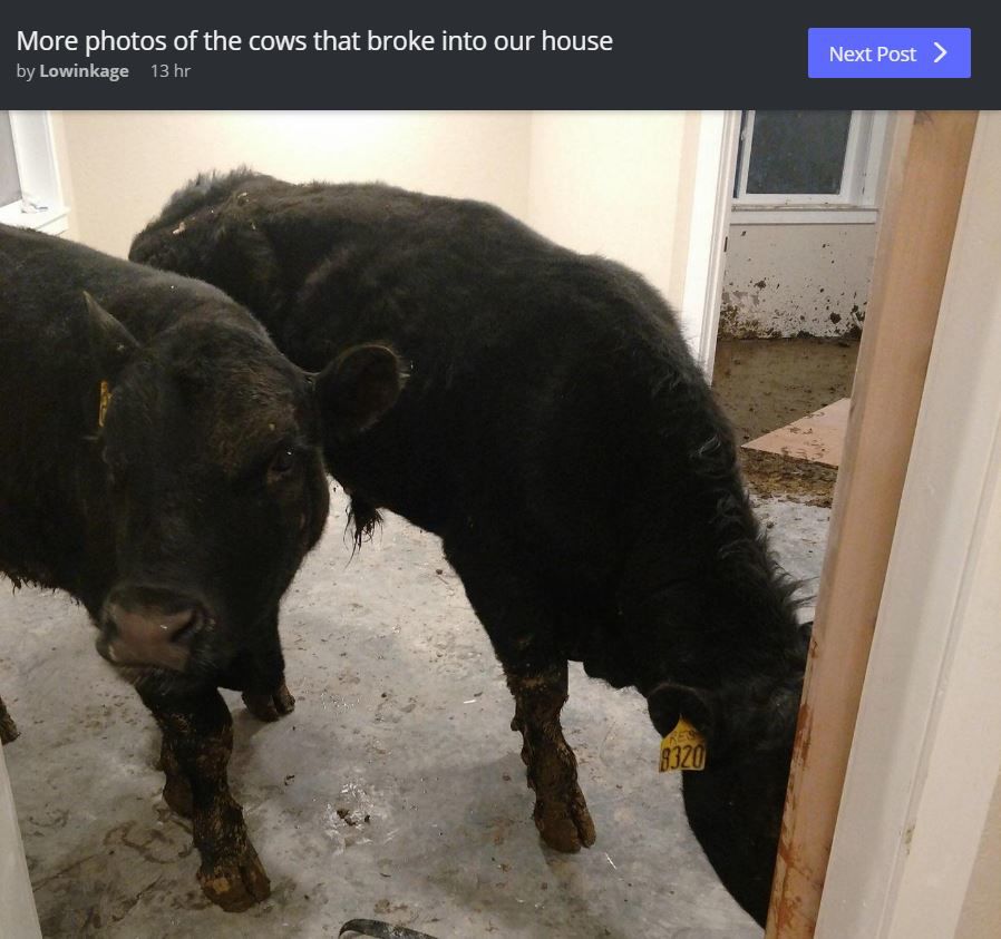 cows post reddit
